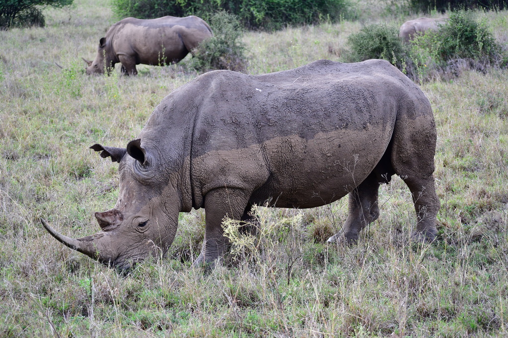Nairobi National Park